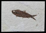 Detailed, Knightia Fossil Fish - Wyoming #57079-1